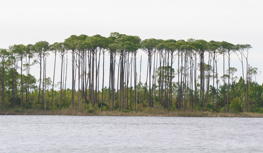 Pine trees along the bay
