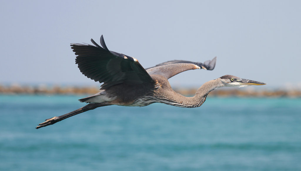 A coastal bird in flight over the bay